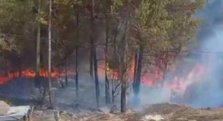 Adana'da çıkan orman yangınına müdahale ediliyor