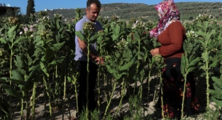 Hatay'da tütün hasadı başladı