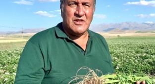 Patates üreticisi kaygılı