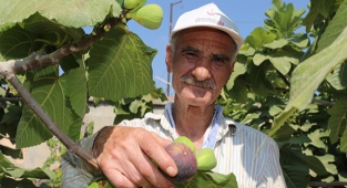 Siyah incir hasadı başladı
