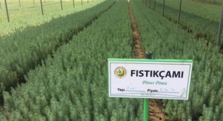 Ormanlık alanlara dikilecek fidanlar hazır