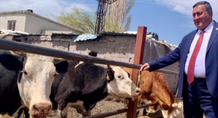 Buzağı ölümleri önlenirse et açığı biter