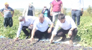 Gülnar’da kuş üzümü hasadı başladı
