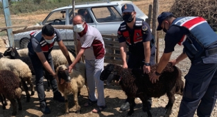 Hayvan hırsızlığı yaptıkları iddiasıyla 2 şüpheli yakalandı