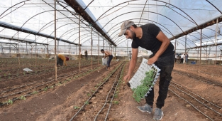 Örtü altı sera üretim sezonu başladı