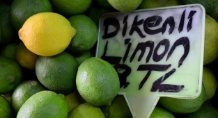Turunçgilde sezon erkenci limon hasadıyla başlıyor
