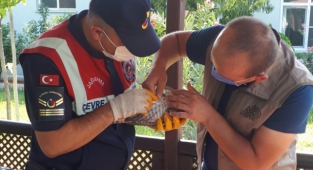 Yaralı atmaca jandarma korumasında