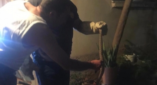 Adana'da bir eve giren yılan itfaiye ekiplerince çıkartıldı