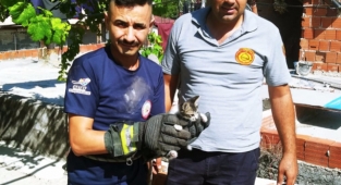 İki evin arasındaki boşluğa düşen kedi itfaiye ekipleri kurtardı