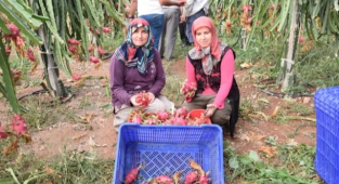 Kumluca'da tropikal meyve üretimi artıyor