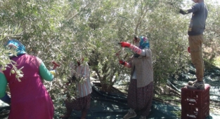 Silifke'de zeytin hasadı başladı