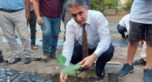Tarım uygulama alanına muz fidesi dikimi gerçekleşti