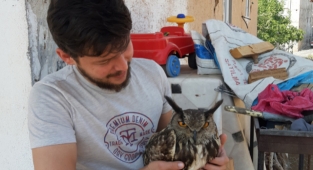 Puhu kuşuna evinde kuşa gözü gibi bakıyor
