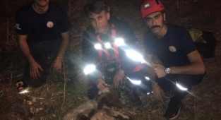 Hatay'da kuyuya düşen koyunu itfaiye kurtardı