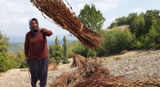 Osmaniye'de susam hasadı başladı