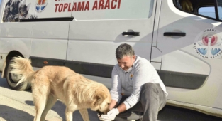 Büyükşehirden sokak canlılarına yardım eli