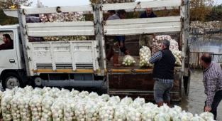 Kadirli turpundan 160 bin ton rekolte bekleniyor