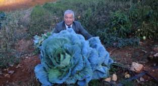 Mersin'de bir çiftçi 30 kilogram ağırlığında lahana üretti