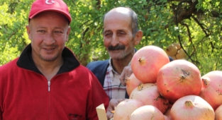 Mersin'de Keben narı hasadı başladı