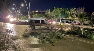 Adana'da kuvvetli rüzgar nedeniyle ağaç devirildi