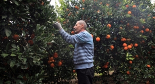 Hasadı devam eden portakalda rekolte artışı bekleniyor