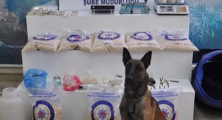 Ödüllü narkotik köpeği