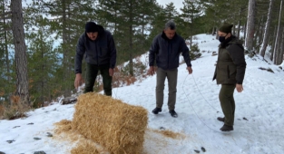 Sokak hayvanları için yem bırakıldı