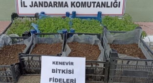 Evin salonunda kenevir yetiştiren zanlı tutuklandı