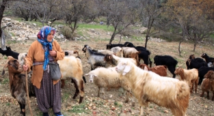 Kadın çobanı hayvanlarına evladı gibi bakıyor