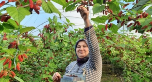 Örtü altında yetiştirilen karadutta hasat başladı