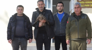 Yaralı kızıl şahini tedavi ettiler