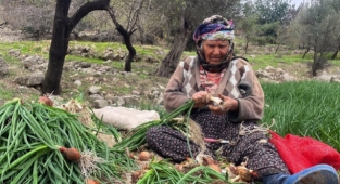 Yeşil soğan hasadının yükünü kadınlar çekiyor