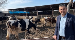 Bulut: Sütü dışarıdan almak daha kazançlı!
