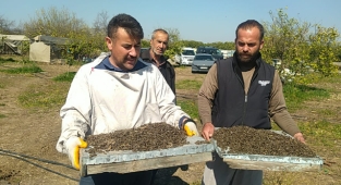 Arı ölümlerine inceleme