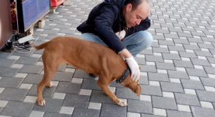 Başıboş bulunan pitbull barınağa götürüldü