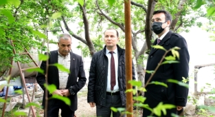 Serada yetiştirilen eriklerin hasadına başlandı