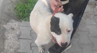 Yasaklı 5 ırk köpek bulundurana 75 bin lira ceza