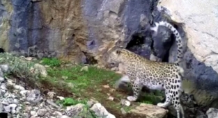 Toroslar'da leopar görüntülendi