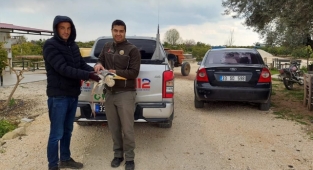 Yaralı bulunan balıkçıl tedaviye alındı