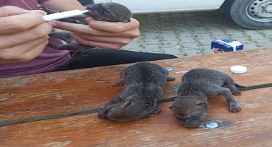 Anneleri ölmüş 3 çakal yavrusu koruma altına alındı