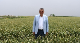 Buğdayda verim kaybı büyük olacak
