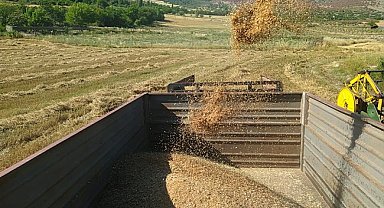 Çukurova'da buğday hasadı başladı