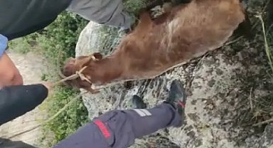Kayalıklarda mahsur kalan keçi kurtarıldı