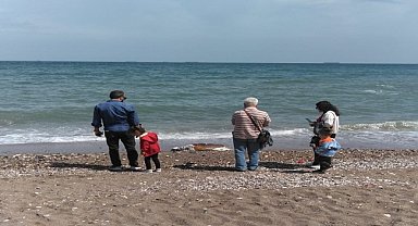 Ölü caretta caretta sahile vurdu