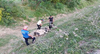 Sulama kanalına düşen ineği itfaiye kurtardı