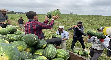 Tescilli Adana karpuzunda hasat gecikmeli başladı
