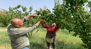 Tescilli Mut kayısısında hasat başladı