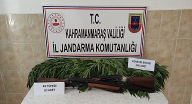 86 kök kenevir geçirildi