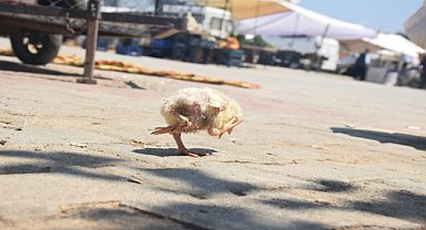 Adana'da yumurtadan 4 ayaklı civciv çıktı