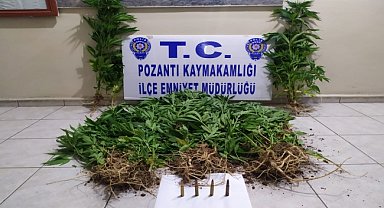 Bağ evinde Hint keneviri yetiştiren şüpheli yakalandı